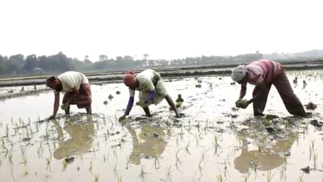 খোকসাতে বোরো ধান আবাদে ব্যস্ত কৃষক 