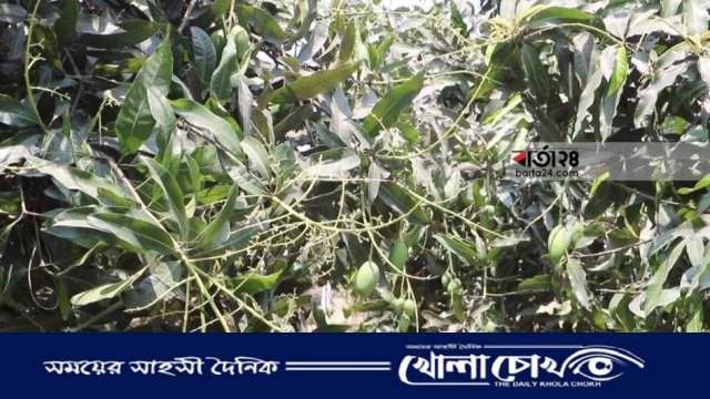 নওগাঁয় রোদের তীব্রতায় ঝরে যাচ্ছে আমের গুটি চিন্তায় চাষিরা 