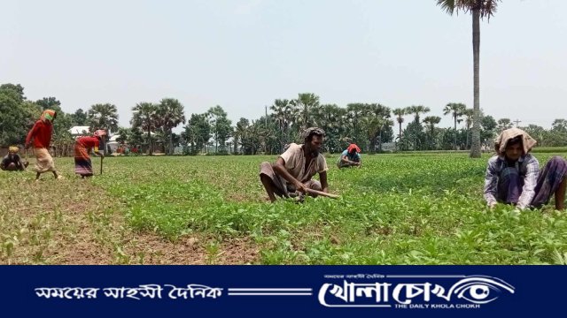 সালথায় তীব্র তাপদাহে সোনালী আঁশ পাটের ব্যাপক ক্ষতির আশঙ্কা