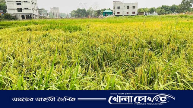 সদরপুরে বরো ধানের ফলন লক্ষ্যমাত্রা ছাড়িয়েছে, বৈরী আবহাওয়ায় চিন্তিত কৃষক