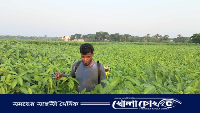 সালথায় ১২ হাজার হেক্টর জমিতে পাট চাষ, ভালো ফলনের সম্ভাবনা