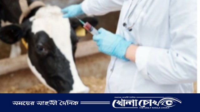 বালিয়াকান্দিতে ভুয়া পশু চিকিৎসক-এ সয়লাব 