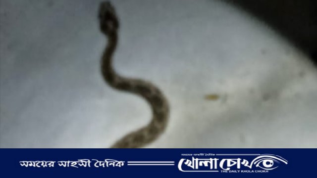 জীবিত রাসেল ভাইপার নিয়ে প্রেসক্লাবের সামনে আসলেন কৃষক রেজাউল খান 