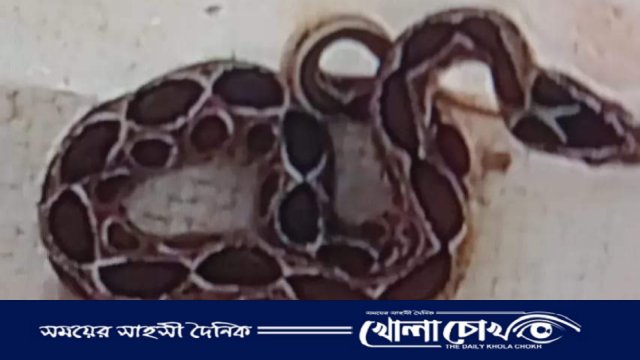 জীবিত রাসেল ভাইপার ধরে বন বিভাগে জমা দিলেন কৃষক শাহজাহান বিশ্বাস 