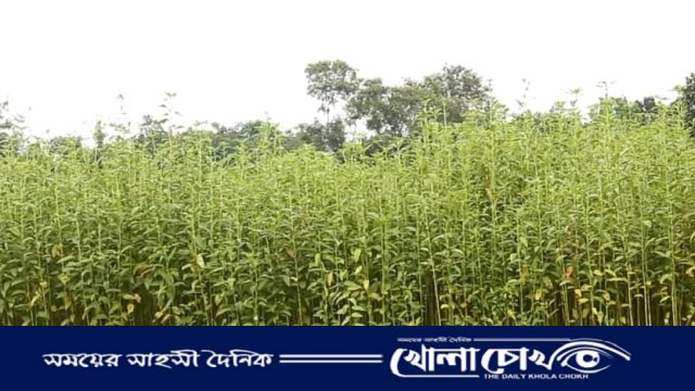 অনাবৃষ্টিতে খোকসায় পাটের ফলন বিপর্যয়ের আশংকা