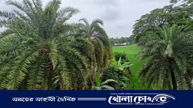 মহম্মদপুর থেকে হারিয়ে যাচ্ছে গ্রাম বাংলার ঐতিহ্য খেজুরের গাছ 