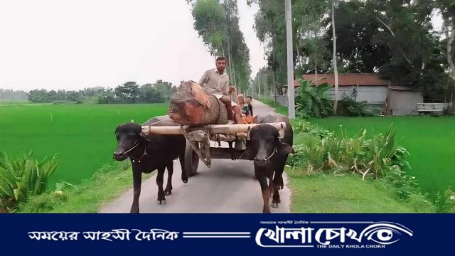 গ্রাম বাংলার ঐতিহ্যবাহী গরু মহিষের গাড়ি এখন বিলুপ্তির পথে