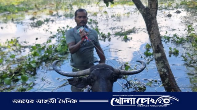 ইয়াছিন বন্যার পানিতে মহিষের পিঠে চড়ে ঘুরে বেড়ান