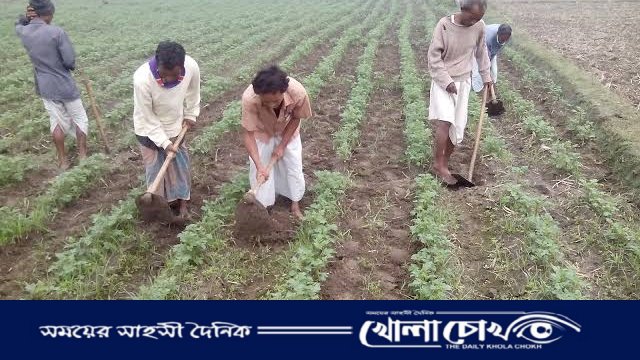 কিশোরগঞ্জে আগাম আলু পরিচর্যায় ব্যস্ত সময় পার করছেন কৃষক