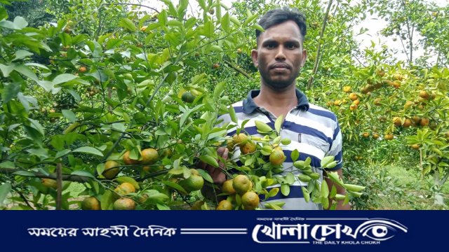 বিজয়নগরে পাতার আড়ালে আড়ালে ঝুলছে পাকা রসালো কমলা