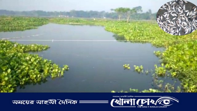 সালথায় পুকুরে বিষ প্রয়োগে মাছ নিধন, থানায় অভিযোগ করায় হামলা