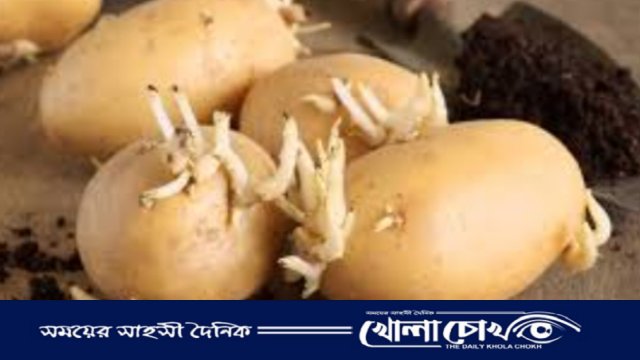 আক্কেলপুরে বীজ আলুর সংকট