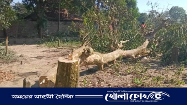 নবীনগরে পূর্ব শত্রুতার জেরে ৬ লক্ষ টাকার গাছ কাটার অভিযোগ