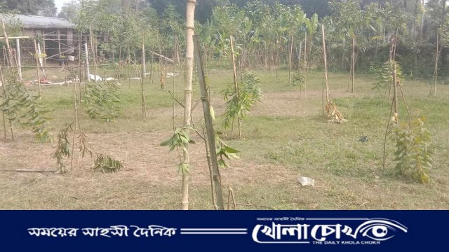 সালথায় শত্রুতার জেরে প্রবাসীর বাগানের চারা গাছ কেটে ফেলার অভিযোগ 