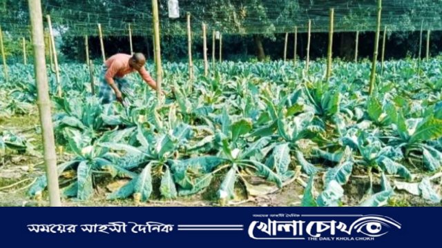 বিজয়নগরে সবজির বাম্পার ফলন হলেও ন্যায্যমূল্য না পাওয়ায় হাতাশায় কৃষক