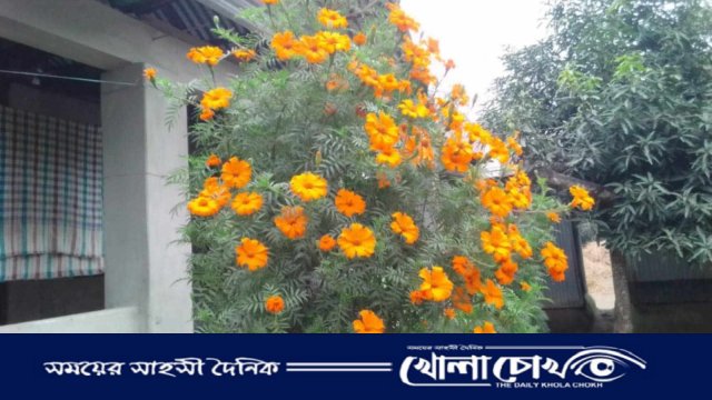 লালমনিরহাটে বাণিজ্যিকভাবে চাষ হচ্ছে গাঁদা ফুলের