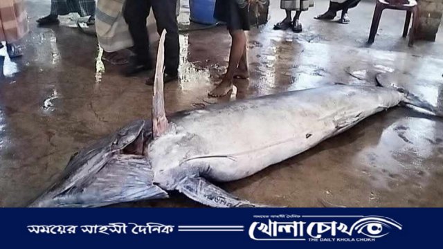 টেকনাফে জেলের জালে ধরা পড়ল ২০০ কেজি ওজনের পাখি মাছ