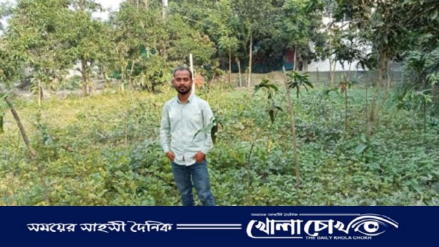 নবীনগরে আম বাগান গুলোতে সাথী ফসল হিসেবে মাসকলাইয়ের চাষ