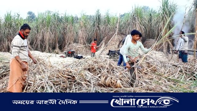 খোকসায় আখ চাষে আগ্রহ নেই চাষিদের