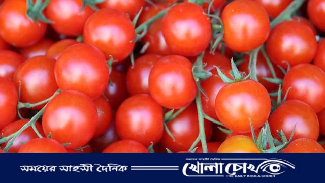 কেমিক্যাল দিয়ে পাকানো হচ্ছে সবুজ টমেটো