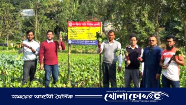 নবীনগরে প্রথমবারের মত বিটরুট আবাদ