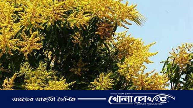 রাজশাহীতে মুকুলে ছেয়ে গেছে আম গাছ