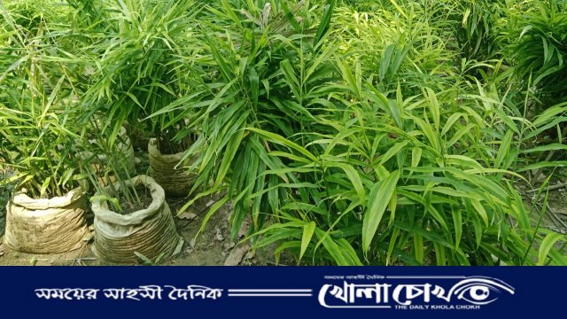 কালকিনিতে বাড়ির আঙিনায় বস্তায় আদা চাষ