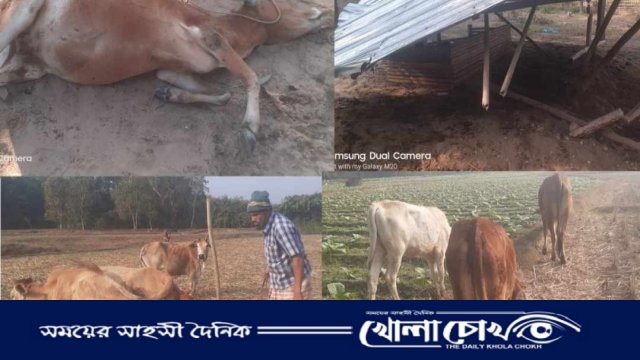 লামায় কৃষকের গোয়াল ঘরে বন্য হাতির আক্রমণ