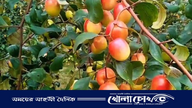 বিজয়নগরে কুল চাষে বাম্পার ফলন, কৃষকের মুখে হাসি