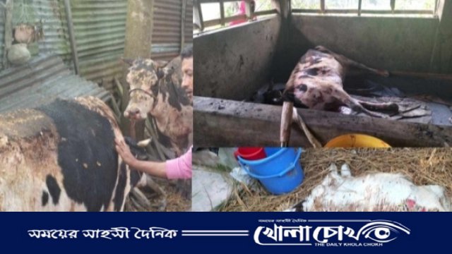 নোয়াখালীতে খামারিকে বেঁধে গোয়াল ঘরে আগুন, ৭ গরু দগ্ধ, এক বাছুরের মৃত্যু