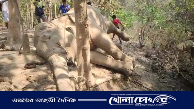 রাজস্থলীতে প্রসবকালীন জটিলতায় মা হাতি ও শাবকের মৃত্যু