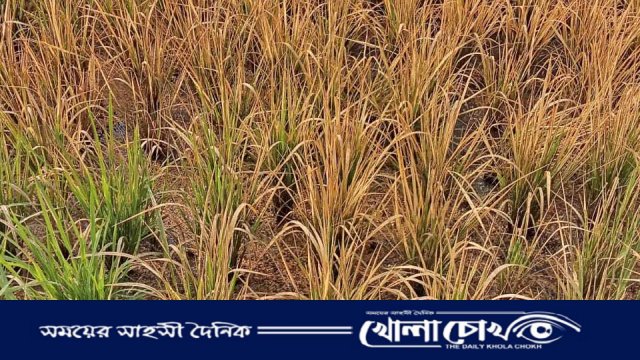 ব্রাহ্মণবাড়িয়ায় বিষাক্ত স্প্রে প্রয়োগে ৩৭ শতাংশ ধানক্ষেত ধ্বংস, বিচার দাবি কৃষকের